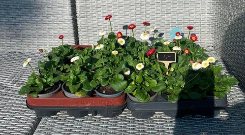 Te koop madeliefjes, Tuin en Terras, Planten | Tuinplanten, Eenjarig, Groenteplanten, Volle zon, Zomer, Ophalen