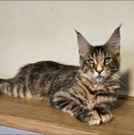 Maine Coon Ursa Female Aldona's Gift *PL, Kater