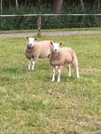 2 ooilammeren te koop, Dieren en Toebehoren, Vrouwelijk, Geit