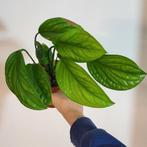 Monstera pinnatipartita, Huis en Inrichting, Kamerplanten, Ophalen of Verzenden, Halfschaduw, Minder dan 100 cm