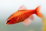 Puntius titteya - Kersenbarbeel Orange - Koidream Valburg, Dieren en Toebehoren, Vissen | Aquariumvissen, Slak of Weekdier, Zoetwatervis