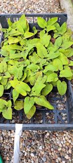 Phlomis, Ophalen, Zomer, Overige soorten, Volle zon