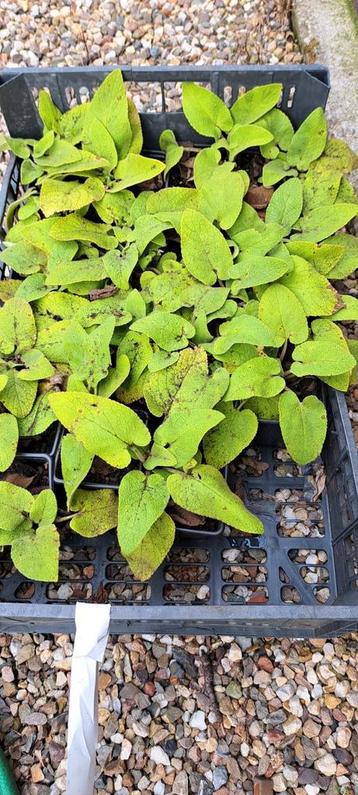 Phlomis beschikbaar voor biedingen