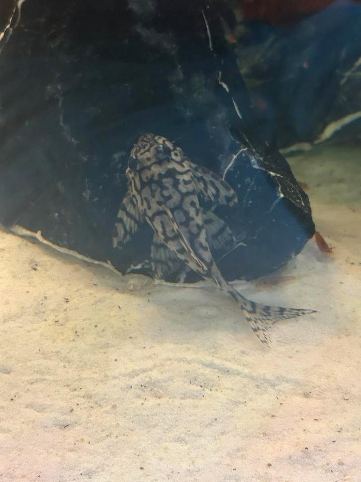 L236 Super White, Dieren en Toebehoren, Vissen | Aquariumvissen, Zoetwatervis, Vis, Schoolvis