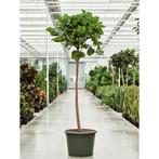 Ficus Lyrata - Vioolplant g48759, Tuin en Terras, Planten | Bomen, Ophalen of Verzenden