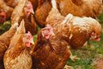 Jonge bruine legkippen/leghennen, Dieren en Toebehoren, Pluimvee, Vrouwelijk, Kip