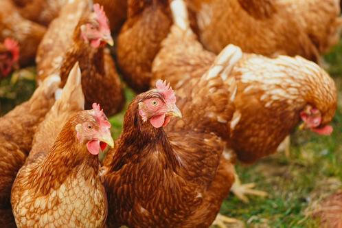 Jonge bruine legkippen/leghennen, Dieren en Toebehoren, Pluimvee, Kip, Vrouwelijk