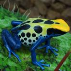 Dendrobates tinctorius, enorm veel keus, Dieren en Toebehoren, Amfibie, 0 tot 2 jaar
