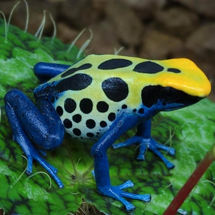 Dendrobates tinctorius, enorm veel keus