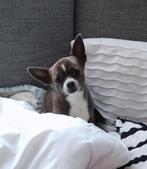 Chihuahua, Dieren en Toebehoren, Honden | Jack Russells en Terriërs, Particulier, 3 tot 5 jaar, Reu, Nederland