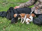 Jack Russel pups, Meerdere, 8 tot 15 weken, Meerdere dieren, Jack Russell Terriër