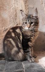 Maine Coon poes met persoonlijkheid, Poes, Gechipt, 0 tot 2 jaar