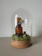 Spilosoma Lubricipeda moth, Ophalen