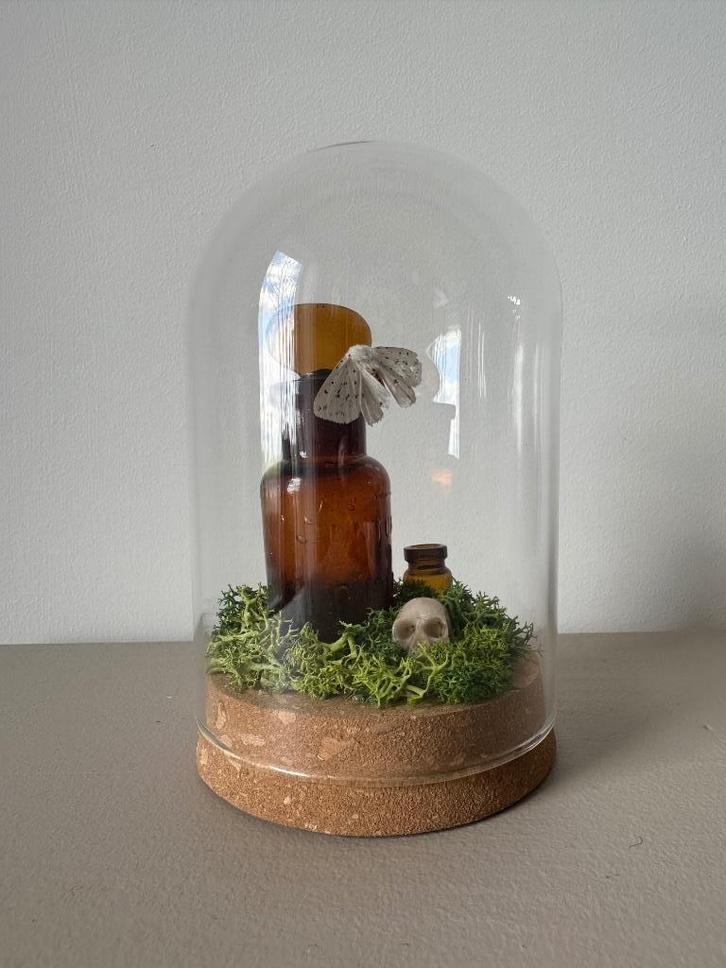 Spilosoma Lubricipeda moth, Antiek en Kunst, Curiosa en Brocante, Ophalen