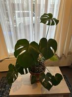 Monstera, Ophalen, Halfschaduw, Minder dan 100 cm