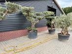 Olijfboom Pon Pon Vormsnoei v.a. €299,-, Bloeit niet, 100 tot 250 cm, Olijfboom, Ophalen