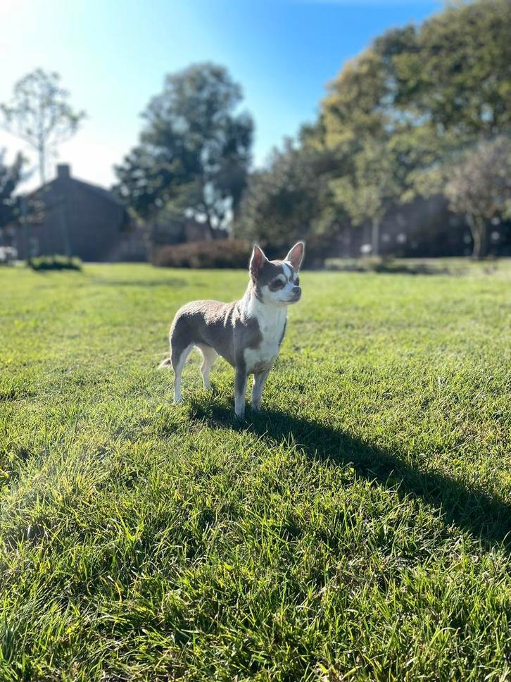 5 jarig chihuahua teefje, Dieren en Toebehoren, Honden | Chihuahua's en Gezelschapshonden, Teef, Chihuahua, Particulier, Eén hond