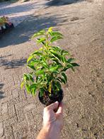 Portugese Laurier - Prunus lusitanica, Vaste plant, Halfschaduw, Lente, Ophalen