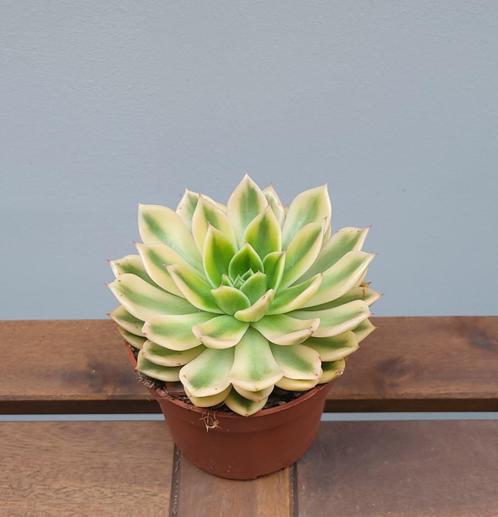 Echeveria Mira variegata | Ø10,5cm H12cm, Huis en Inrichting, Kamerplanten, Vetplant, Minder dan 100 cm, Groene kamerplant, Ophalen of Verzenden