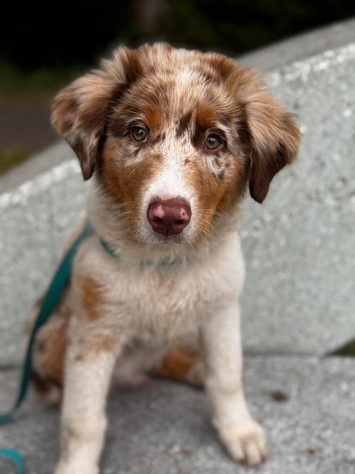 Australian Shepherd red merle, Dieren en Toebehoren, Honden | Niet-rashonden, Groot, Reu, Particulier, Eén hond, Nederland, 8 tot 15 weken