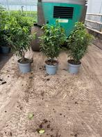 Restpartij Portugese laurier 50/80 cm AANBIEDING !!!, Ophalen, Laurier, Minder dan 100 cm
