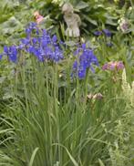 Blauwe Iris - Vaste Plant voor uw Tuin, Volle zon, Vaste plant, Ophalen of Verzenden, Vijverplanten