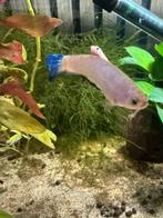 Betta vrouwtje volwassen, Vis, Zoetwatervis