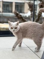 Kortste brithaar Sofia, Dieren en Toebehoren, Poes, Gechipt, 0 tot 2 jaar