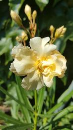 Nerium oleander Rozsas Sarga, meervoudige bloem geel., Ophalen of Verzenden, Zomer, Volle zon