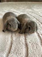 Jong konijntje Minilop, Dieren en Toebehoren, Konijnen, Meerdere dieren, Dwerg, Hangoor, 0 tot 2 jaar