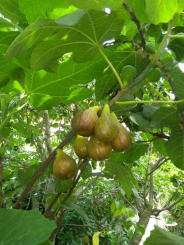 vijg, Tuin en Terras, Planten | Fruitbomen, Vijgenboom, Minder dan 100 cm, Ophalen