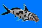 Synodontis pili white Zambia Tanganyika Cichliden, Dieren en Toebehoren, Vissen | Aquariumvissen, Vis