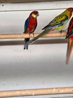 Stanley rosela man, Dieren en Toebehoren, Vogels | Parkieten en Papegaaien, Mannelijk, Parkiet