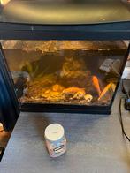 Vissen met aquarium, Dieren en Toebehoren, Ophalen, Gebruikt, Gevuld zoetwateraquarium