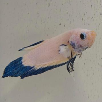 Betta splendens man 34 beschikbaar voor biedingen