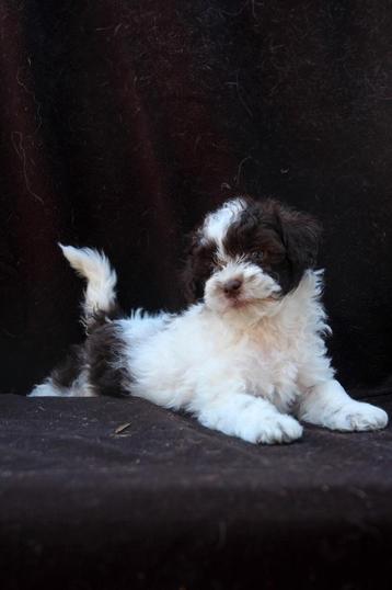Mega lieve vriendelijke maltipoo puppies beschikbaar voor biedingen