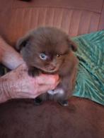 Mooie pomperiaan x chihuahua pups, Dieren en Toebehoren, Parvo, Reu, 8 tot 15 weken, Meerdere