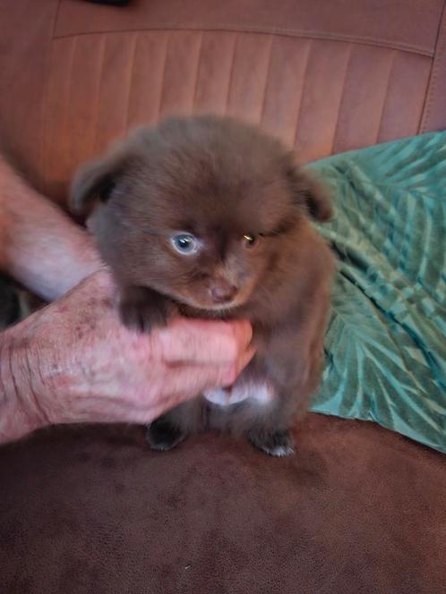 Mooie pomperiaan x chihuahua pups, Dieren en Toebehoren, Honden | Chihuahua's en Gezelschapshonden, Reu, Chihuahua, Particulier