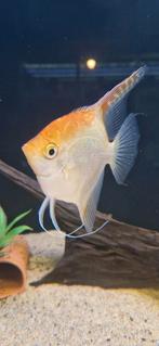 1x Gold maanvis (vrouw), Dieren en Toebehoren, Vis