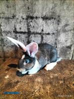 Vlaamse reuzen 8 week zowel rammen als voedsters, Dieren en Toebehoren, Konijnen, Meerdere dieren, Groot, 0 tot 2 jaar