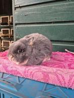 Lief kleurdwerg rammetje, Dieren en Toebehoren, Konijnen, Mannelijk, Dwerg, 3 tot 5 jaar