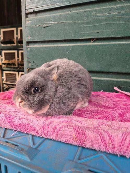 Lief kleurdwerg rammetje, Dieren en Toebehoren, Konijnen, Dwerg, Mannelijk, 3 tot 5 jaar