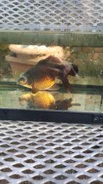 Black Moor goudvis, Goudvis(sen)