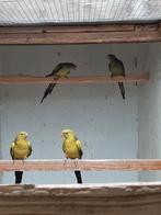 Bergparkiet mutaties uit turquoise, Dieren en Toebehoren, Meerdere dieren, Parkiet, Geringd