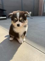 De mooiste en liefste pomsky puppy’s, Dieren en Toebehoren, Honden | Poolhonden, Keeshonden en Oertypen, CDV (hondenziekte), 8 tot 15 weken