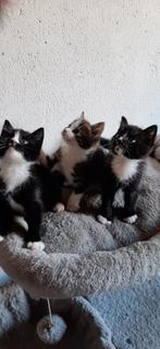 Lieve kittens, Dieren en Toebehoren, Katten en Kittens | Overige Katten, Kater
