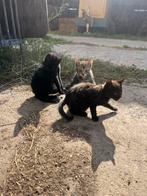 boerderij kittens (katers) te koop, Dieren en Toebehoren, Kater