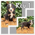 prachtig 3/4 Berner sennen pups, Groot, Meerdere, Meerdere dieren, Nederland