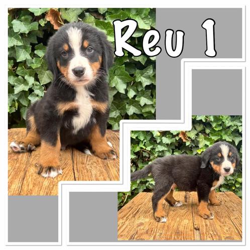 prachtig 3/4 Berner sennen pups, Dieren en Toebehoren, Honden | Niet-rashonden, Groot, Meerdere dieren, Fokker | Hobbymatig, Meerdere