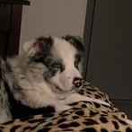 Lieve Australian Shepherd dekreu+FCI Stamboom( niet te koop), Dieren en Toebehoren, Honden | Dekreuen, Rabiës (hondsdolheid), Reu
